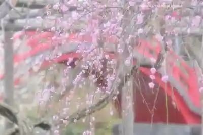 亀戸天神社(東京都)