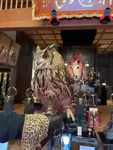 大聖護国寺の動物(2022年01月18日(火) 22時15分31秒投稿)