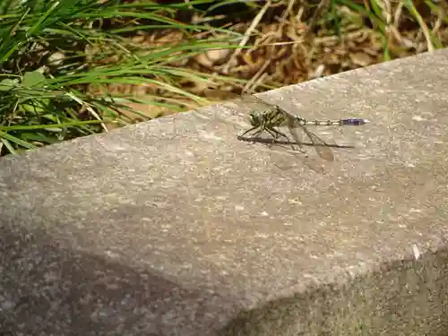 鎌数伊勢大神宮の動物
