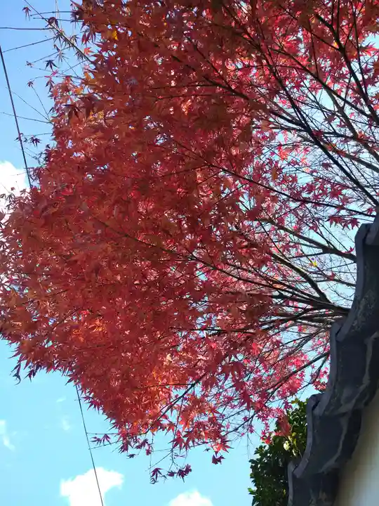 阿智神社の自然