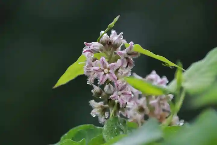 鹿島大神宮の自然