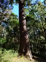 土佐神社の自然