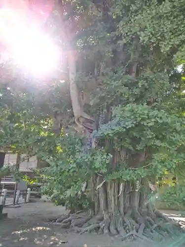 葛飾八幡宮の自然