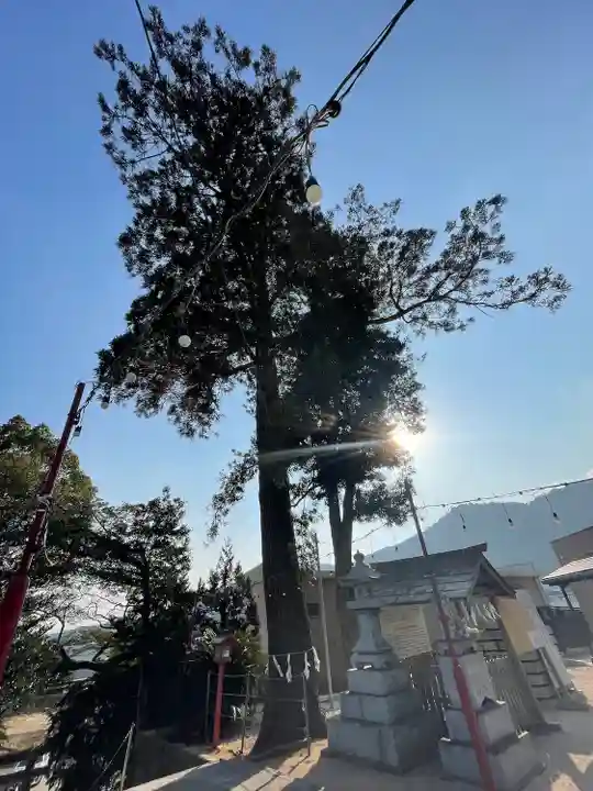 大原八幡神社の自然