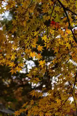 柞原八幡宮(大分県)