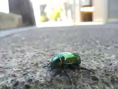 出雲大社福井分院の動物