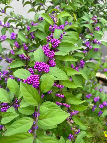 札幌諏訪神社の自然
