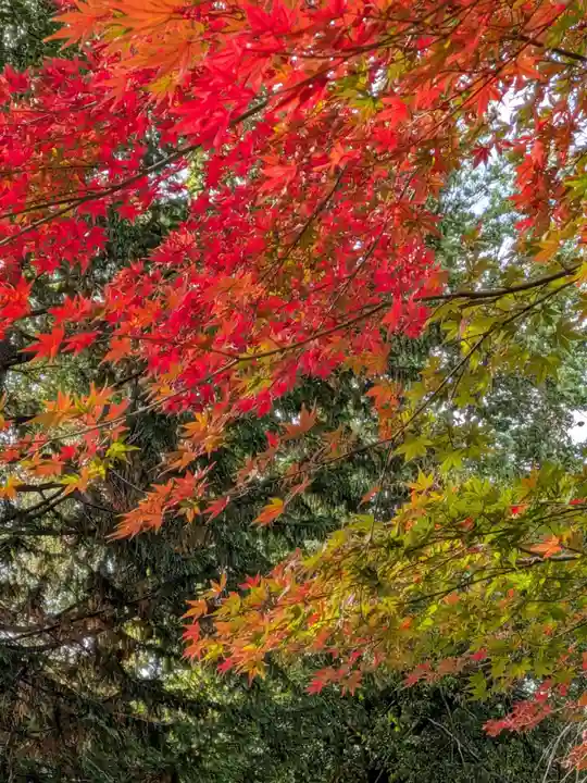 阿佐ヶ谷神明宮(東京都)