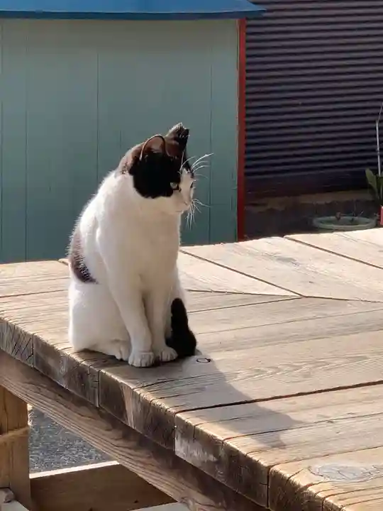 杉山大神の動物