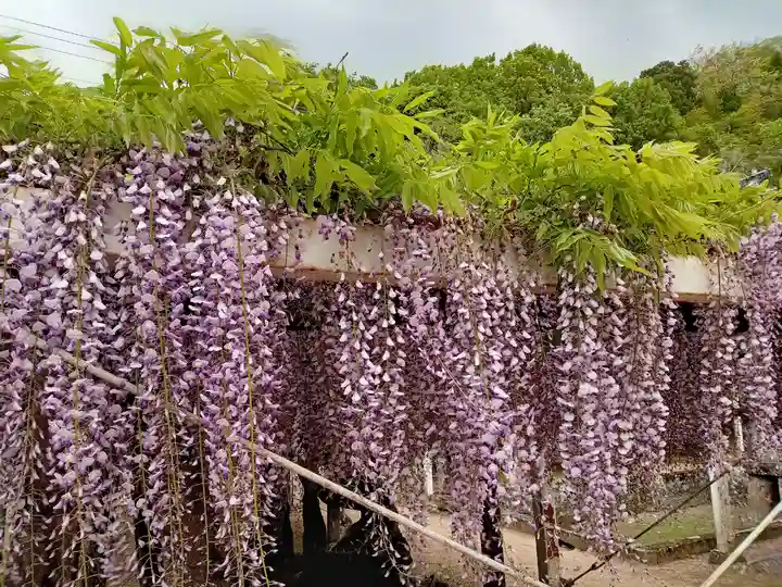 藤井寺(徳島県)