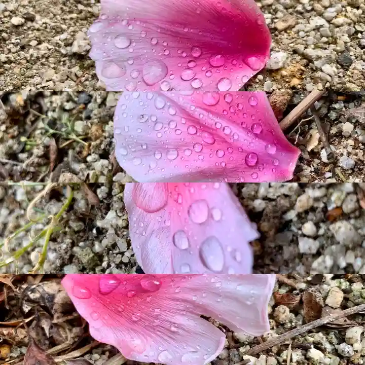 滑川神社 - 仕事と子どもの守り神の自然