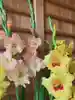 滑川神社 - 仕事と子どもの守り神(福島県)