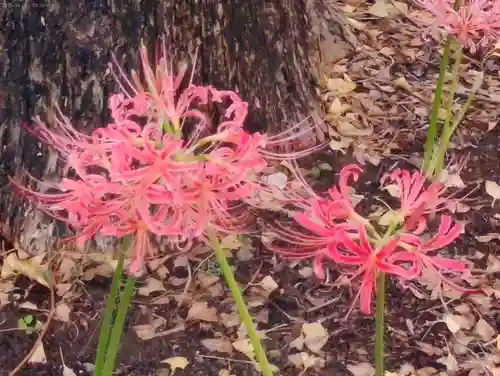 横浜　西方寺の自然