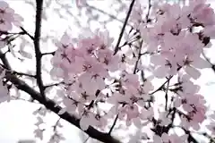 岐阜護國神社(岐阜県)