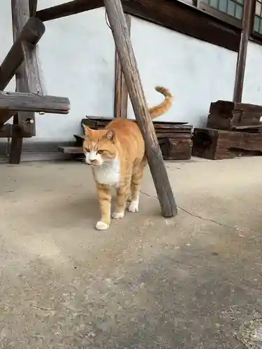 一心寺・一心禅寺の動物