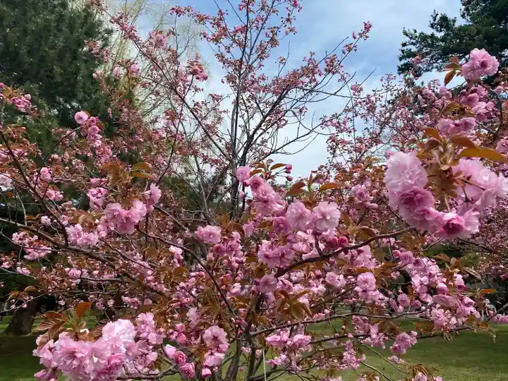 札幌護國神社の自然