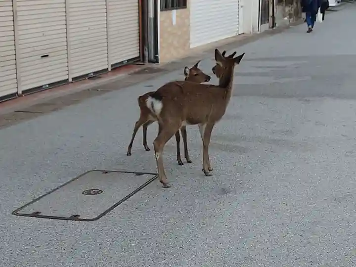 厳島神社(広島県)