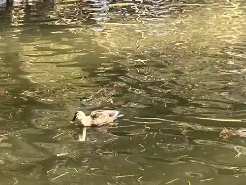 間々田八幡宮(栃木県)