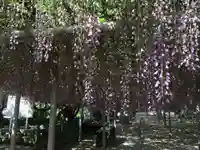 吉祥寺の御朱印