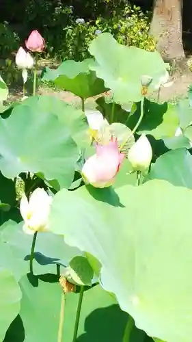 医王寺の庭園