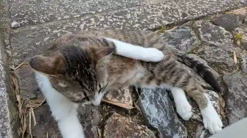 寳塔寺（宝塔寺）(京都府)