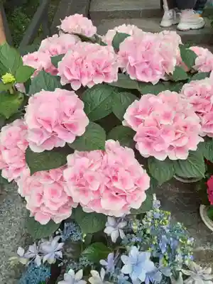 岡寺(龍蓋寺)(奈良県)