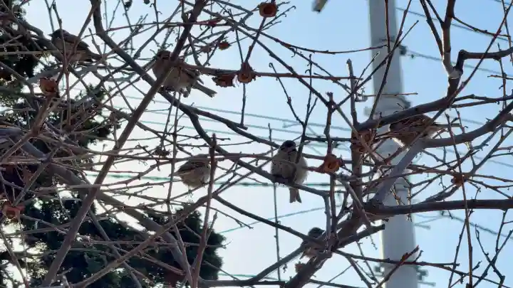 七重浜海津見神社の{uncategorized: "未分類", other: "その他", undefined: "問題あり", building: "その他建物", grave: "お墓", sacred_gate: "鳥居", guardian: "狛犬", statue: "像", buddha: "仏像", history: "歴史", nature: "自然", garden: "庭園", animal: "動物", pagoda: "塔", temizu: "手水舎", mountain_gate: "山門・神門", sanctuary: "本殿・本堂", subordinate: "末社・摂社", art: "芸術", scenery: "景色", jizo: "地蔵", ema: "絵馬", goshuin: "御朱印", omikuji: "おみくじ", items: "授与品その他", amulet: "お守り", goshuincho: "御朱印帳", eats: "食事", festival: "お祭り", votive_dance: "神楽", shichigosan: "七五三参", wedding: "結婚式", experience: "体験その他", initially: "初詣", around: "周辺", anti_infection: "感染症対策"}