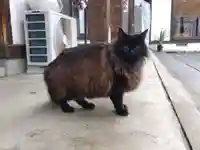 御誕生寺(猫寺)(福井県)