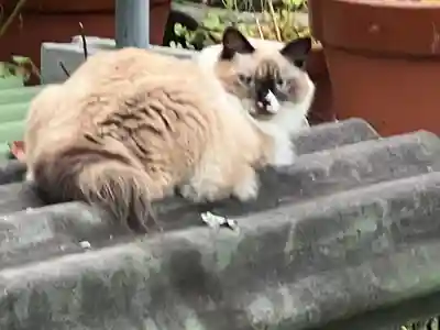 妙義神社(群馬県)