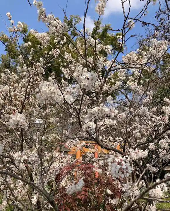 平野神社(京都府)