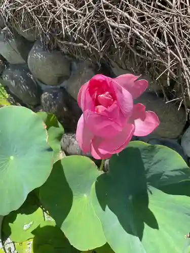 一心寺・一心禅寺の庭園