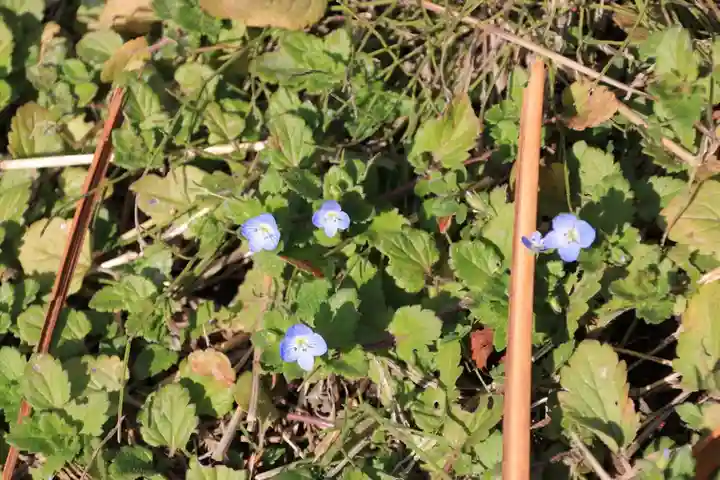 高司神社〜むすびの神の鎮まる社〜の自然