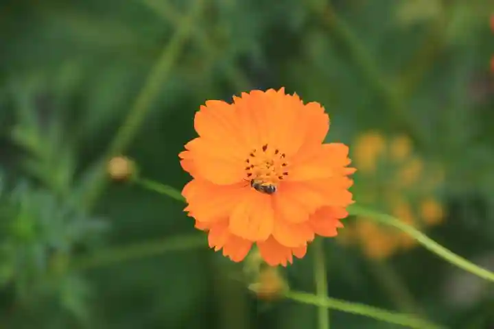 大鏑神社の庭園