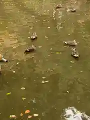 間々田八幡宮の動物