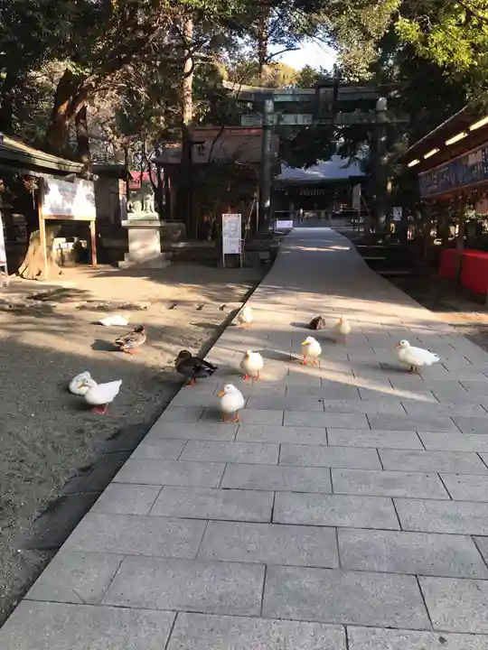 平塚八幡宮の動物