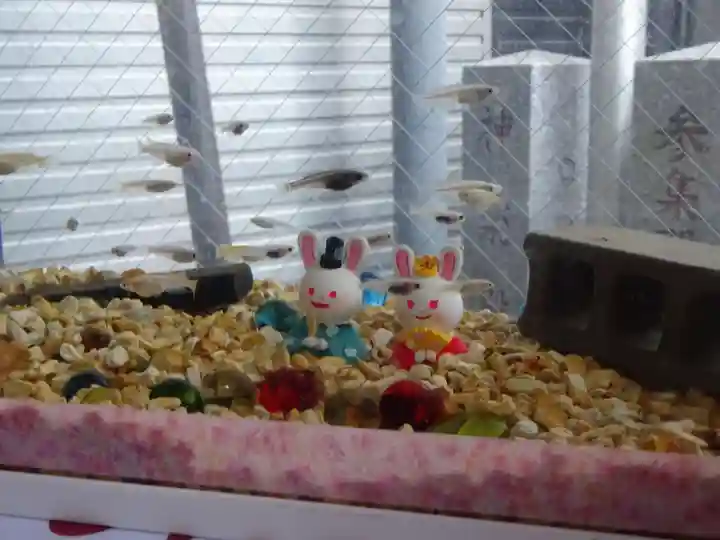 菊名神社の動物