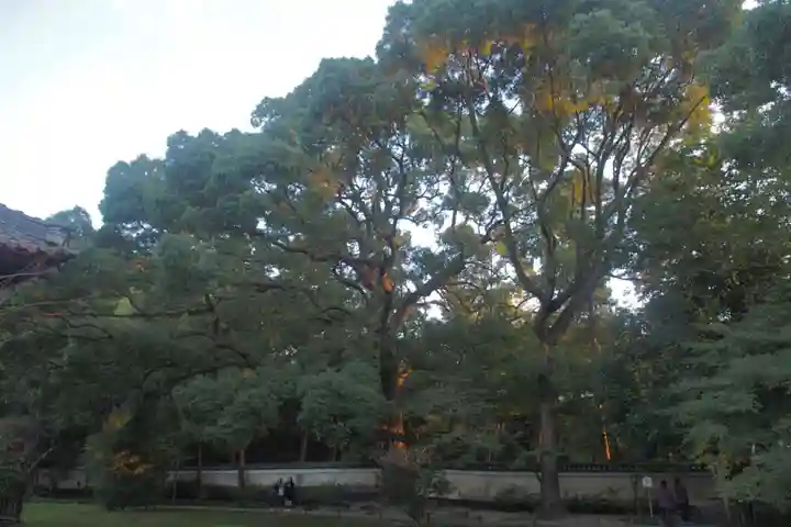 青蓮院門跡の自然