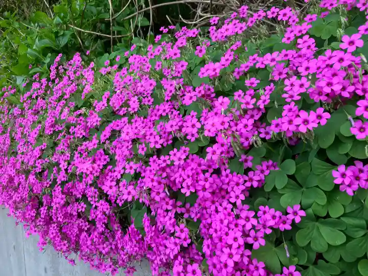 赤塚氷川神社の{uncategorized: "未分類", other: "その他", undefined: "問題あり", building: "その他建物", grave: "お墓", sacred_gate: "鳥居", guardian: "狛犬", statue: "像", buddha: "仏像", history: "歴史", nature: "自然", garden: "庭園", animal: "動物", pagoda: "塔", temizu: "手水舎", mountain_gate: "山門・神門", sanctuary: "本殿・本堂", subordinate: "末社・摂社", art: "芸術", scenery: "景色", jizo: "地蔵", ema: "絵馬", goshuin: "御朱印", omikuji: "おみくじ", items: "授与品その他", amulet: "お守り", goshuincho: "御朱印帳", eats: "食事", festival: "お祭り", votive_dance: "神楽", shichigosan: "七五三参", wedding: "結婚式", experience: "体験その他", initially: "初詣", around: "周辺", anti_infection: "感染症対策"}