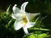 Lilium auratum