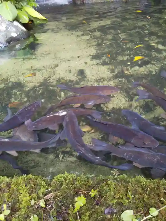 医王寺(石川県)