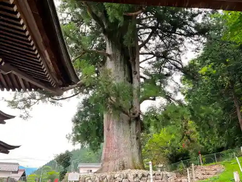 禅昌寺の自然