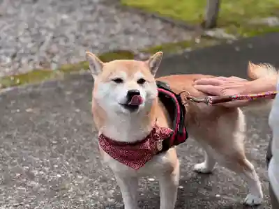 尻岸内八幡神社の動物