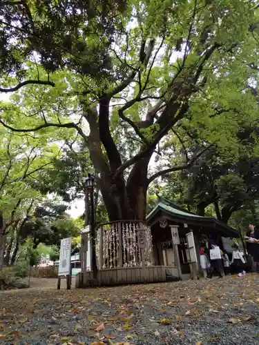 平塚八幡宮の自然
