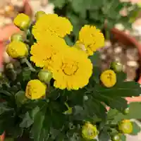 豊景神社の自然