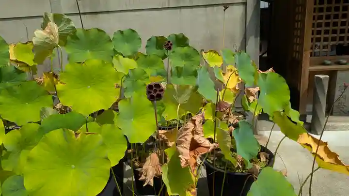 行願寺(革堂)(京都府)