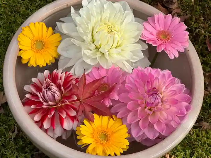 勝林寺(京都府)