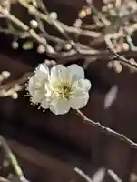 白幡八幡神社(神奈川県)
