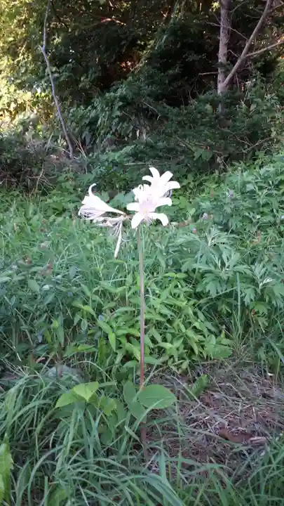 神威神社の自然
