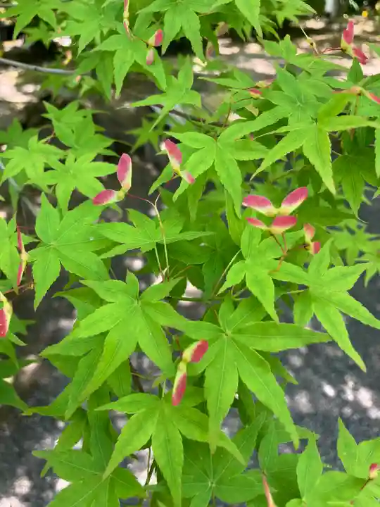 東寺(教王護国寺)の自然