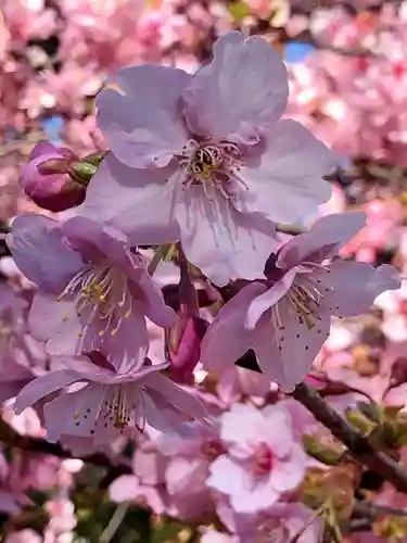 桜神宮の自然
